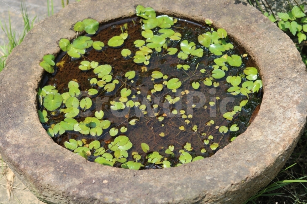 연못,우물,나뭇잎,푸릇,감성사진,여행,식물,자연,plants,nature