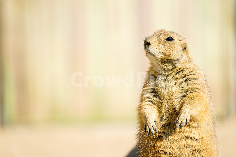 동물,포유류,프레리독,prairiedog,animal,동물,animal,포유류,mammal