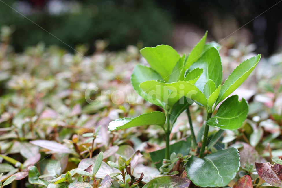 새싹,겨울나무,나무,감성,나뭇잎,식물,자연,plants,nature