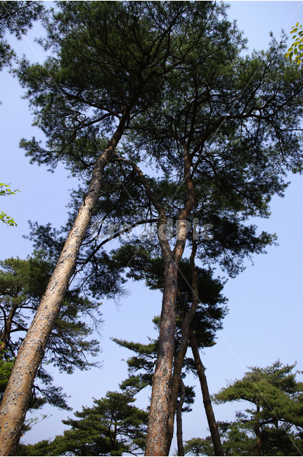 수목원,힐링,식물,plants,nature,숲,초록,나무,식물,자연,plants,nature,나무,trees,wood