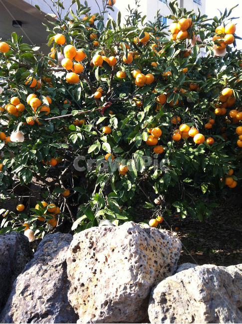 귤,감귤,귤나무,제주도,나무,열매,과일,식물,plant,food,fruit,돌,음식,나뭇잎,jejuisland,jeju,과일,열매,fruit