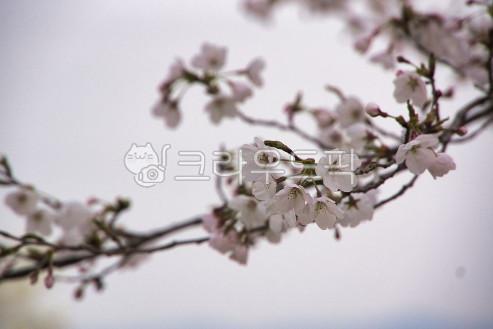 Petals,Pink,Cherry Blossoms,Flowers,Spring