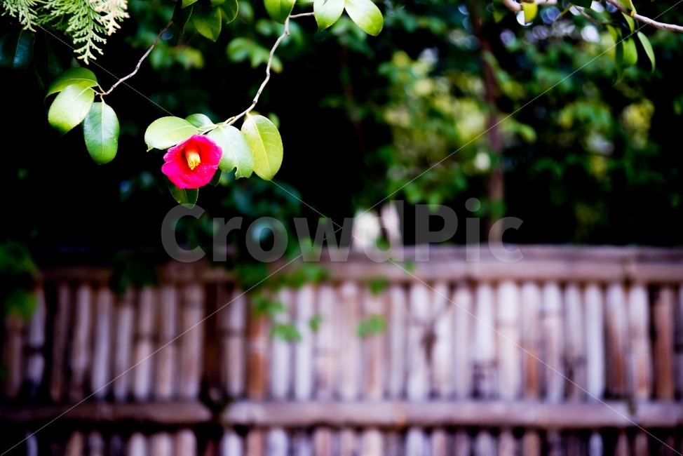 식물,감성,동백,한송이,울타리,고즈넉,봄,식물,자연,plants,nature,꽃,flower