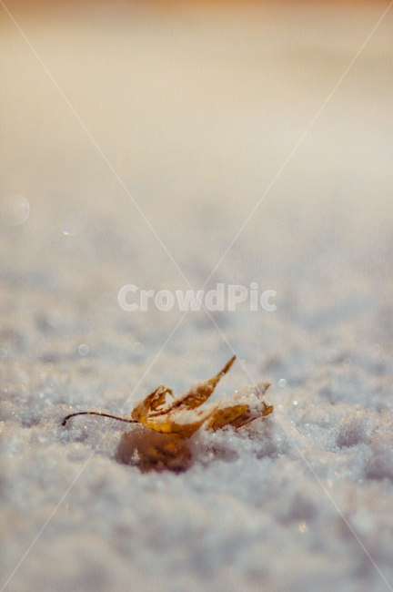 낙엽,눈,계절,밤,겨울밤,winter,snow,fallenleaf,night,sensitive,감성사진,겨울,계절,winter,season