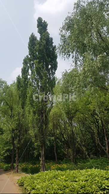 수목원,자연,힐링,치유,감성,산책,나무,대구수목원,초록잎,초록,여름,숲,숲길,차분한,차분,walk,healing,arboretum,forest,tree