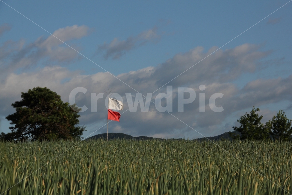 마늘밭,깃발,바람,여유,동산,나무,하늘,감성,풍경,자연,풍경,nature,landscape,flag,symbol,상징