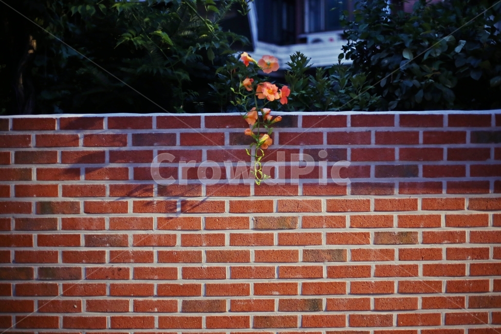 벽,꽃,능소화,패턴,식물,담장,감성,식물,자연,plants,nature,꽃,flower