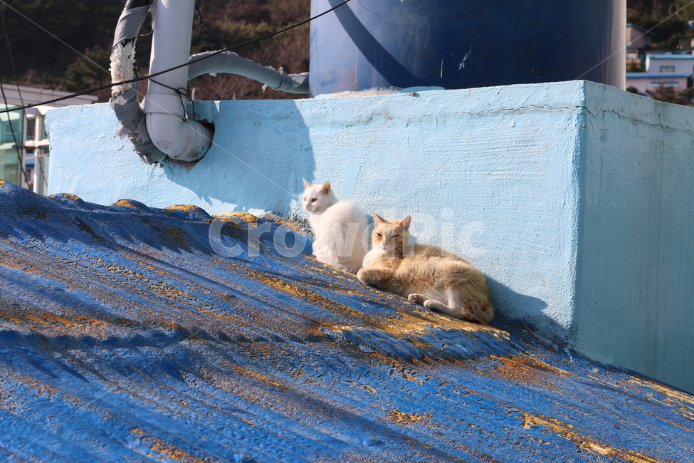 고양이,동물,양철지붕,귀여운,치즈냥,흰고양이,cat,cats,animal