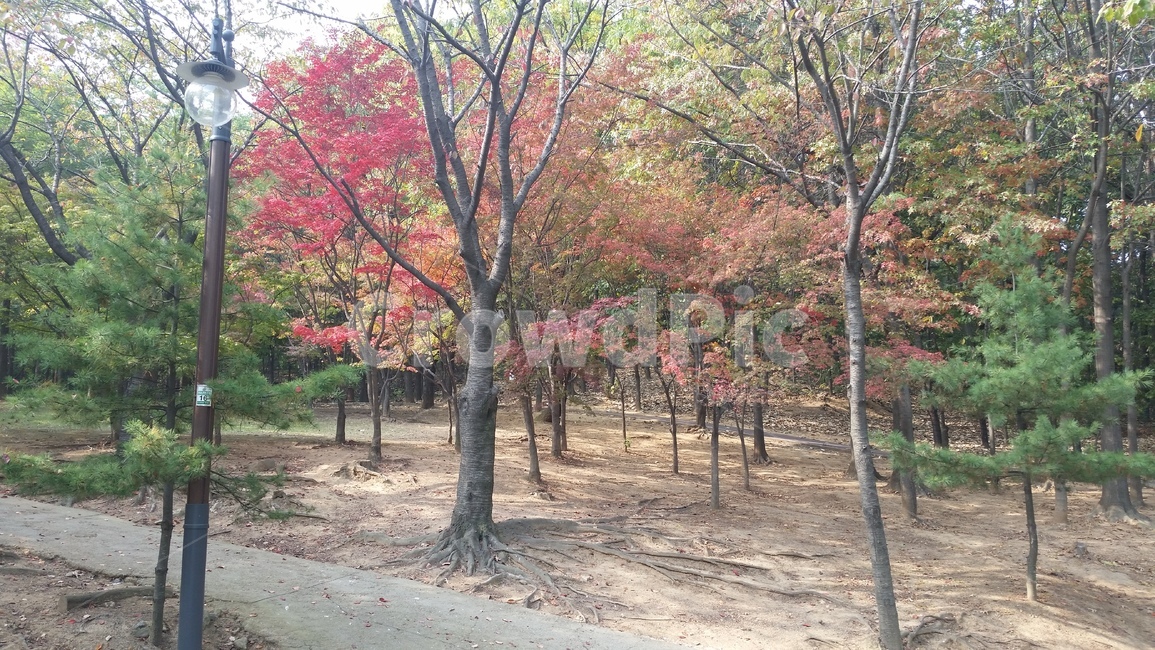 가을,공원,나무,단풍,울긋불긋,나무뿌리,한적한,쓸쓸한