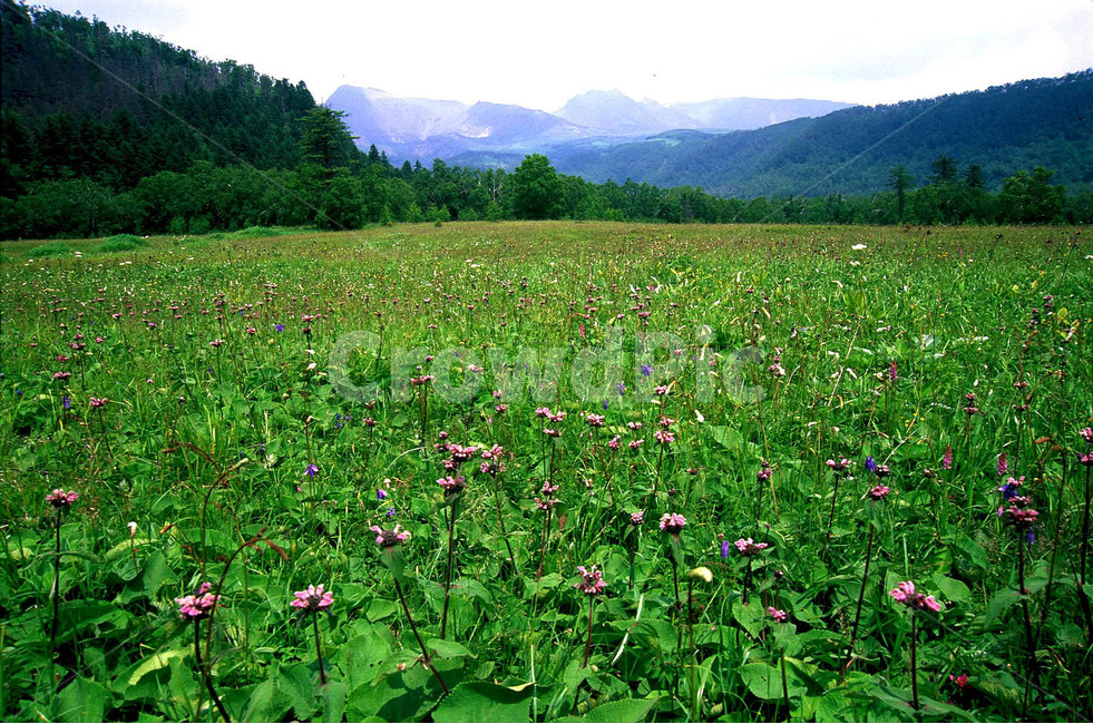 백두산,야생화,고산초원,고산화원,천상의화원,우리땅,장백산,산속단,초원,들꽃,희귀식물,고산식물,고산지대,FLOWERS,PURPLE,GREEN,MOUNTAIN,배경,바탕,백그라운드,BACKGROUND,능선,낙원,PALADISE,paradise,지상낙원,자연,식물,NATURE,PLANT,자연,풍경,nature,landscape,plant,grassland,목초지,outdoors,옥외,field,들,farm,농장,rural,농촌