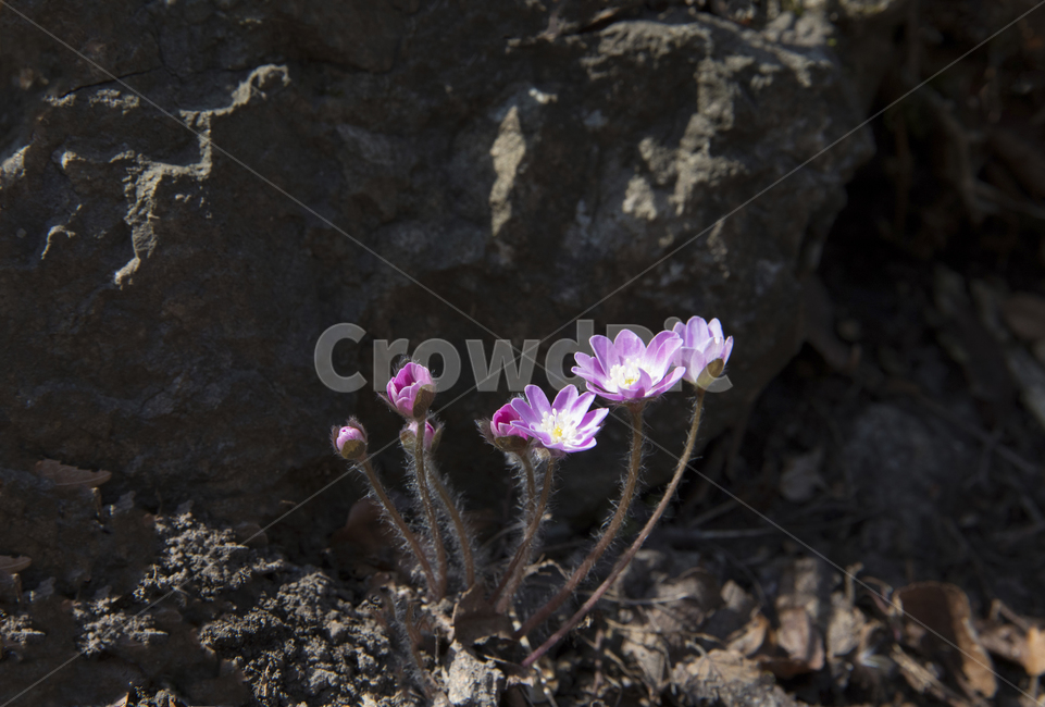 자연,식물,야생화,꽃,계절,봄,봄꽃,산,야산,골짜기,노루귀,홍노루귀,blossom,plant,flower,식물,자연,plants,nature,꽃,flower