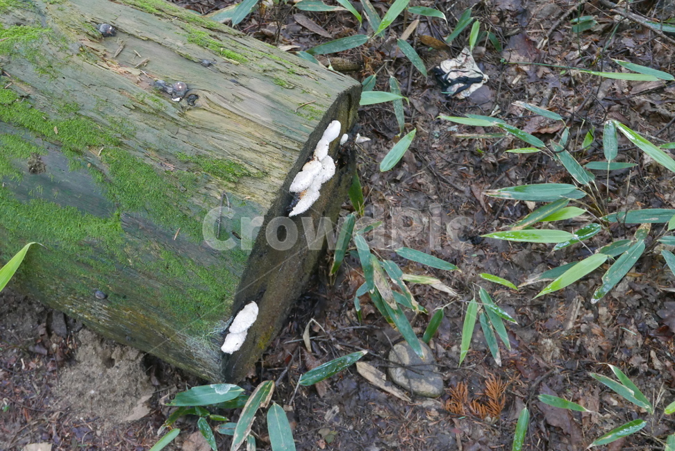 버섯,나무,이끼,mushroom,tree,wood,분해자