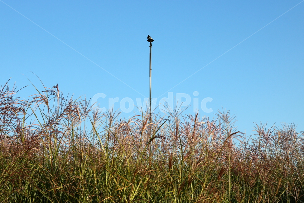 억새,억새풀,식물,자연,가을,벼과,까치,새,조류,가을,계절,fall,autumn,season