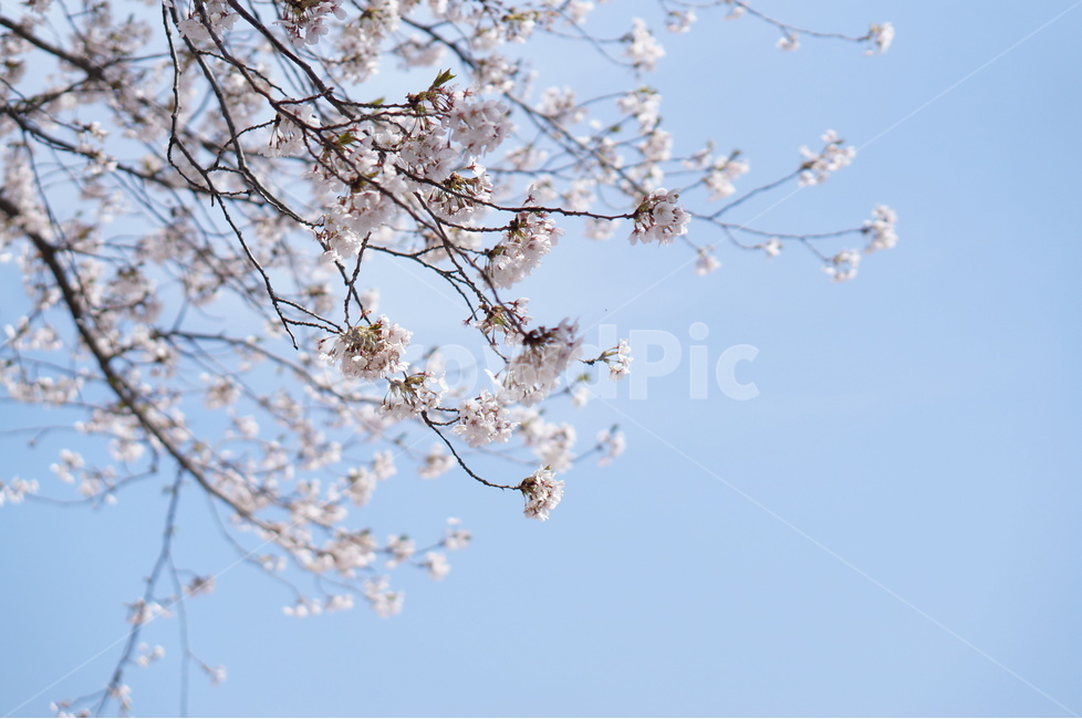 벚꽃,파랑,하늘,구름,풍경,봄,계절,spring,season,식물,자연,plants,nature,꽃,flower,plant,blossom