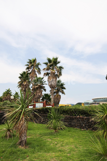 나무,식물,야자수,arecaceae,바람,구름,하늘,제주도
