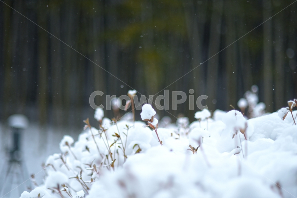 담양,죽녹원,겨울,눈,대나무,bamboo,설경,겨울,계절,winter,season