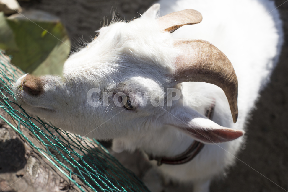 동물,염소,염소뿔,뿔,목장,동물원,포유류,먹이,풀,동물,animal,포유류,mammal