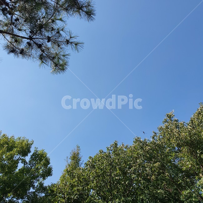tree,나무,plant,식물,하늘