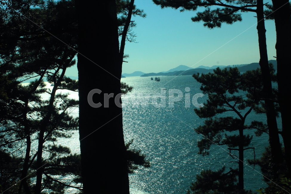 바다,나무,바닷가,해안,태종대,부산