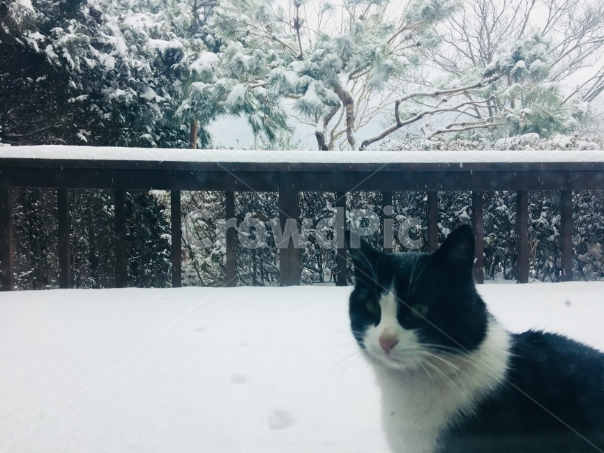 고양이,길고양이,도둑고양이,겨울,동물,검은고양이,외로움,고독,겨울,계절,winter,season,동물,animal,포유류,mammal,고양이,cat,kitten,kitty