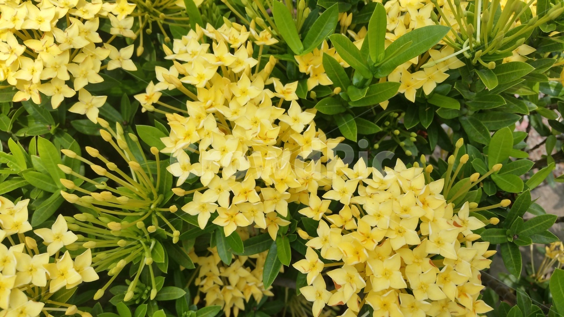 식물,꽃,개화,봄,노란색,flower,plant,blossom