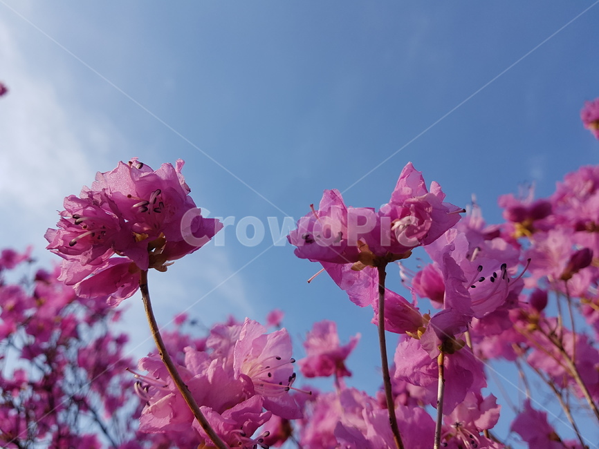 자연,봄,진달래,꽃,배경,핑크,하늘,봄,계절,spring,season,식물,자연,plants,nature,꽃,flower