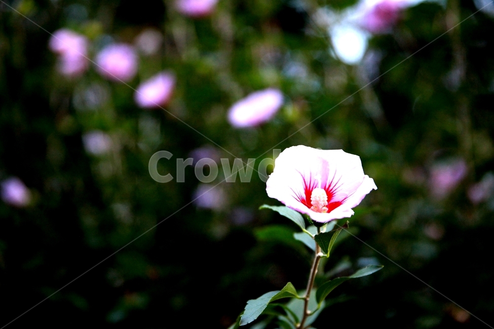 무궁화,나라꽃,대한민국,꽃,애국,식물,자연,plants,nature,꽃,flower