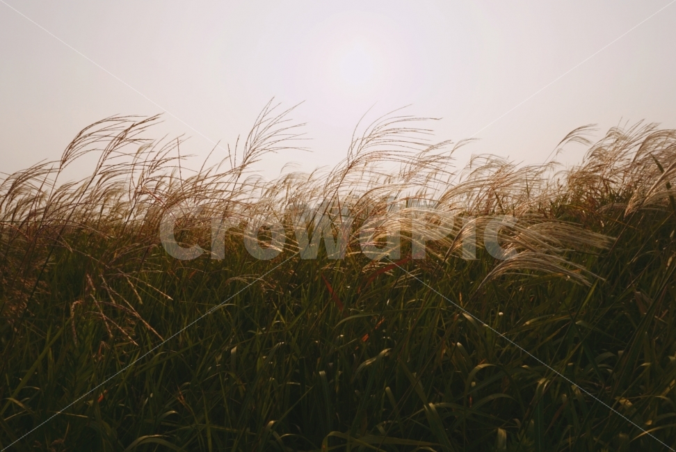 가을,해지는풍경,갈대숲,울산,바람,가을하늘,노을,따뜻한풍경,사진,소니a6000,카메라,자연,풍경,nature,landscape,가을,계절,fall,autumn,season,식물,plants,plant,grass,잔디,lawn