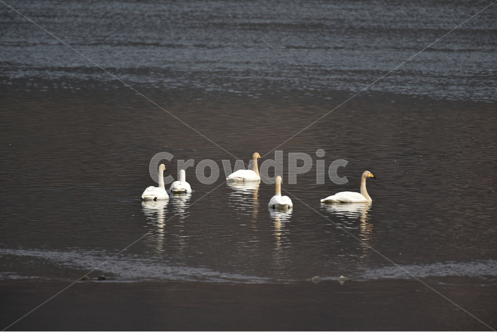 고니,큰고니,백조,tundraswan,겨울철새,물새,동물,animal,조류,새,birds