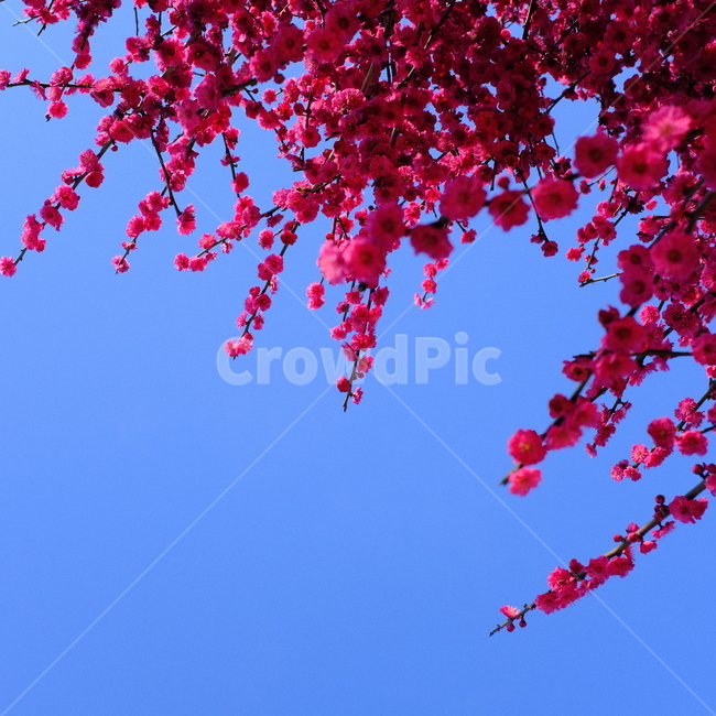 식물,plant,petal,꽃잎,blossom,잎,leaf,flower,꽃,홍매화,남평문씨본리세거지,매화,매화꽃
