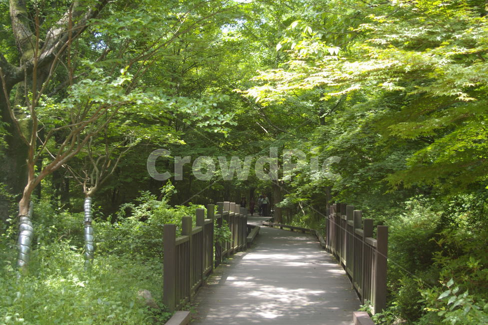 선운사,숲길,우거진나무길,나무와길,힐링,자연,풍경,nature,landscape,garden,정원,outdoors,옥외,arbour,정자