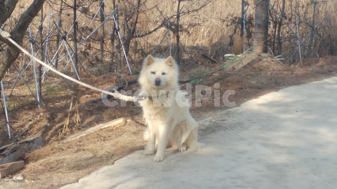 개,풍산개,반려견,토종개,dog,동물,animal,포유류,mammal,개,강아지,dog,doggy