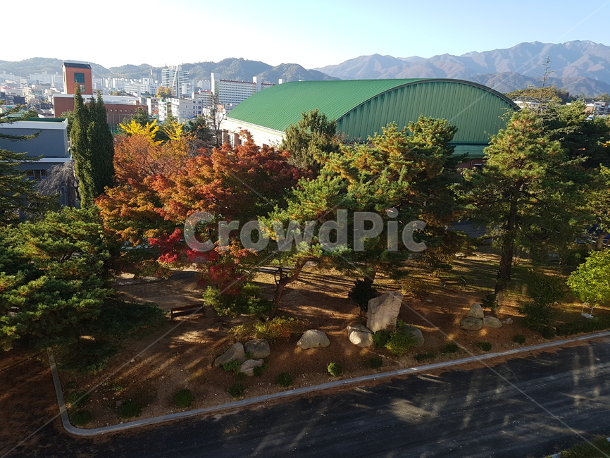 학교,등교,아침,이쁨,소나무