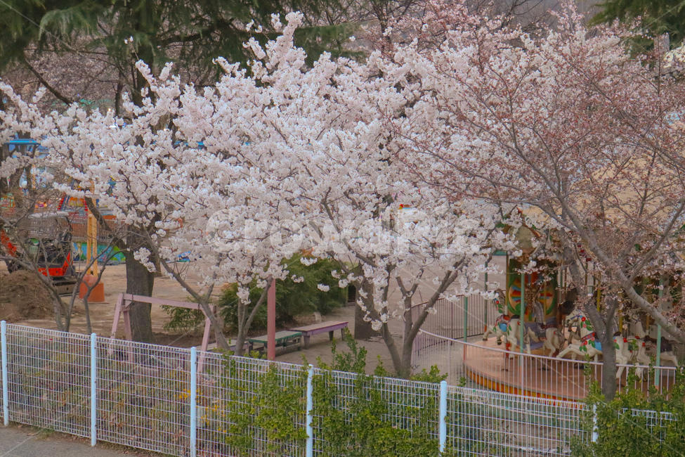 봄,spring,벚꽃,cherryblossom,분홍,분홍색,pink,flower,놀이공원,amusementpark,회전목마,merrygoround,carrousel,식물,plant