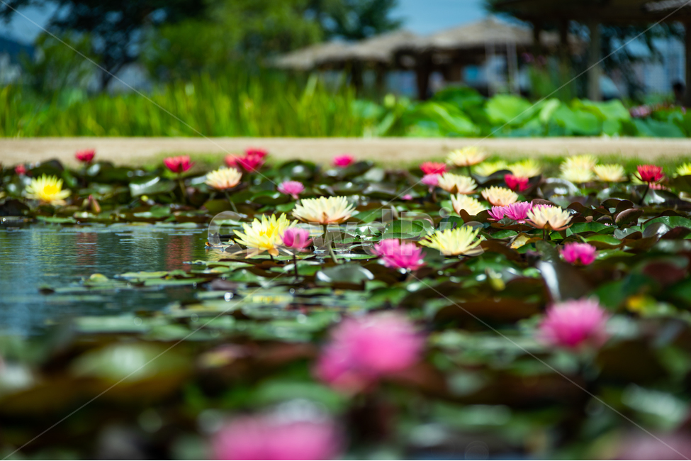 꽃,연꽃,연잎,수련,자연,힐링,식물,자연,plants,nature,꽃,flower