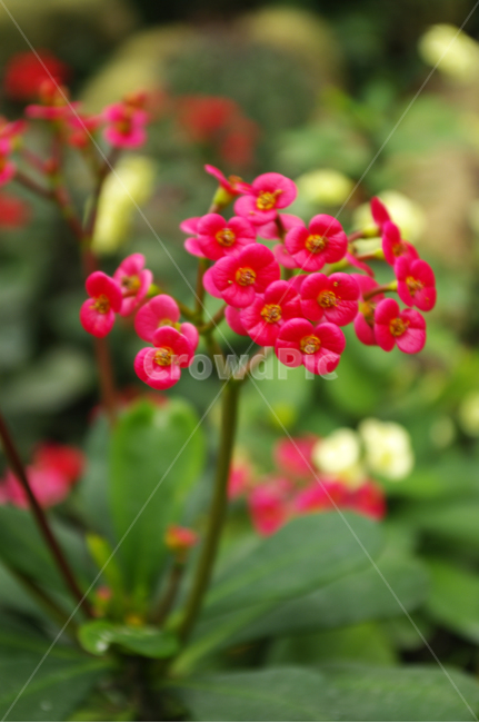 꽃,식물,flower,plant,color,식물,자연,plants,nature,꽃,flower