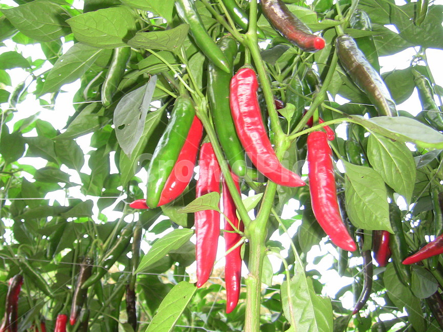 고추,밭,고추밭,식물,자연,농업,농사,agriculture,farming,farming industry