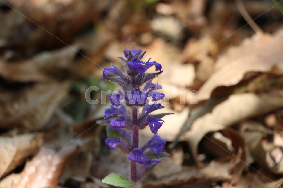 야생화,봄,꽃,wildflower,spring