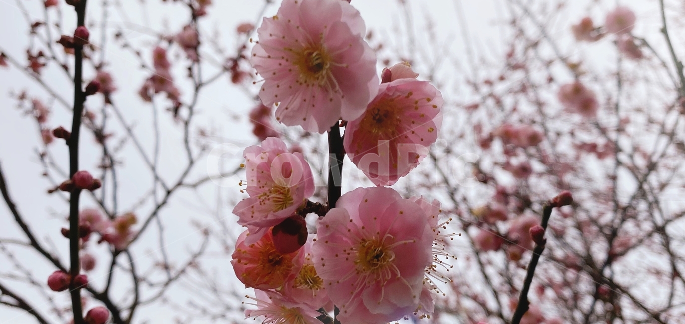 꽃,flower,식물,매화,매화꽃,봄,플라워,blossom,매화축제,매화마을,봄나들이,spring,매실나무,홍매화,핑크