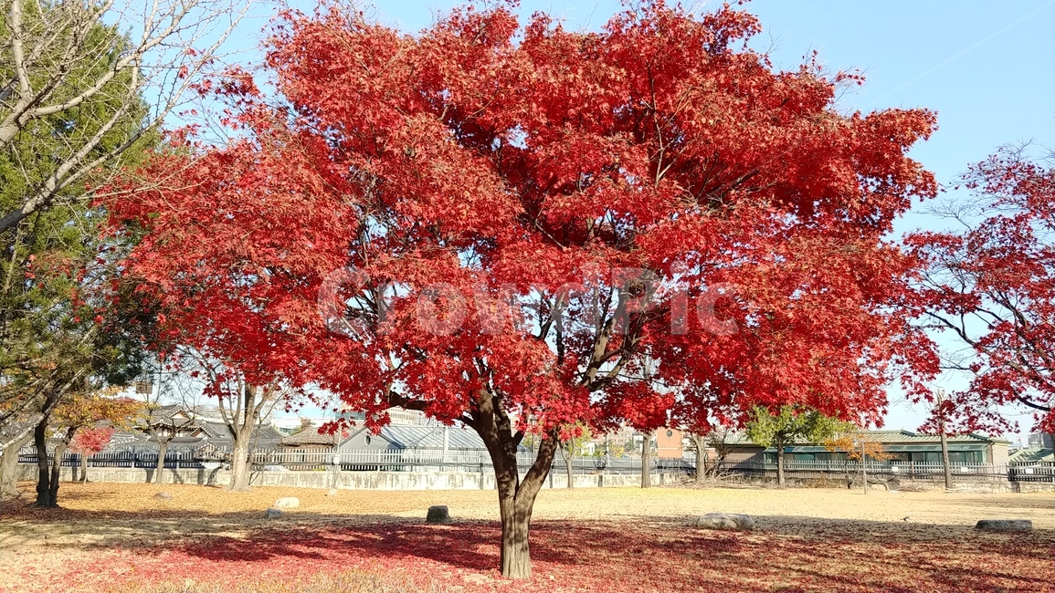 단풍나무,단풍,가을,fall,maple,그림자,하늘,풍경,자연,계절,nature,autumn,식물,경치,낙엽,나무,가을,계절,fall,autumn,season,식물,자연,plants,nature,나무,trees,wood,tree,plant