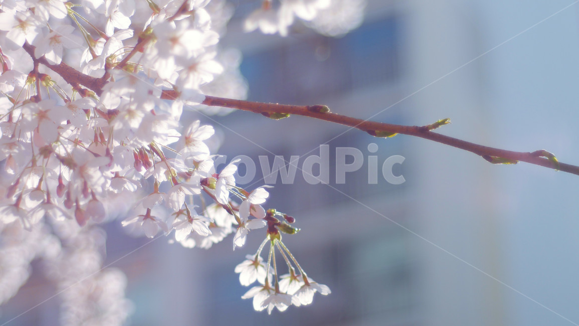 plant,식물,blossom,꽃,flower,spring,봄,핑크,pink,purple