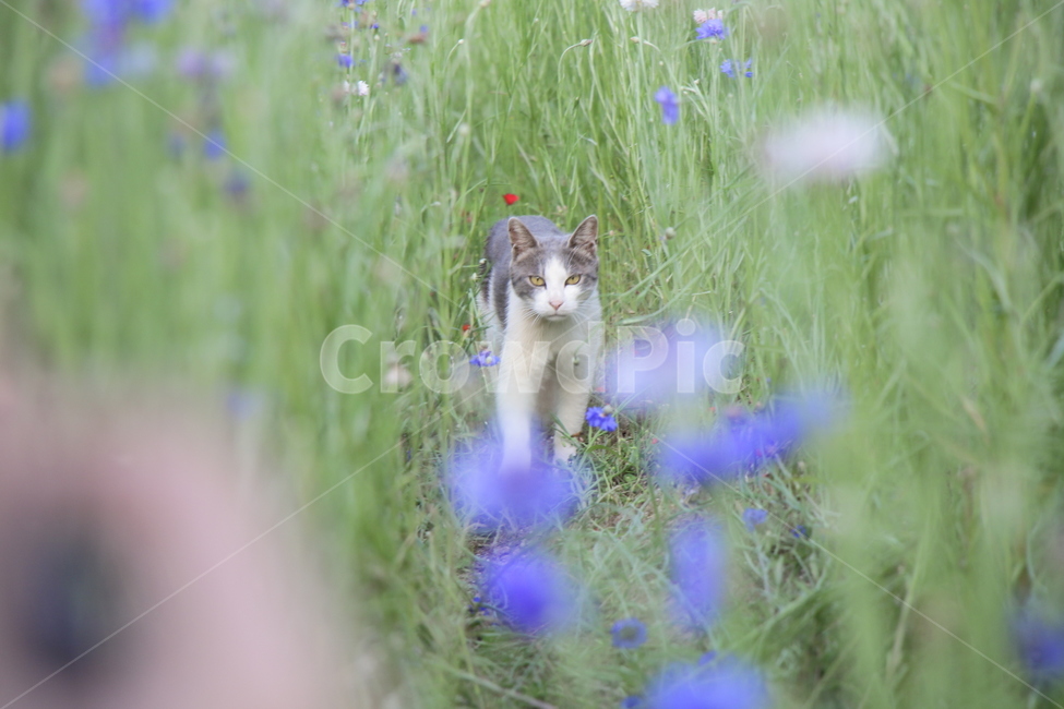 길냥이,동물,고양이,인천대공원,수레국화,꽃,동물,animal,포유류,mammal,고양이,cat,kitten,kitty