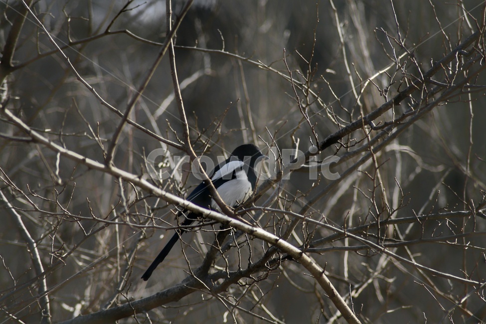 까치,전봇대,까마귀,새,나뭇가지,동물,animal,조류,새,birds