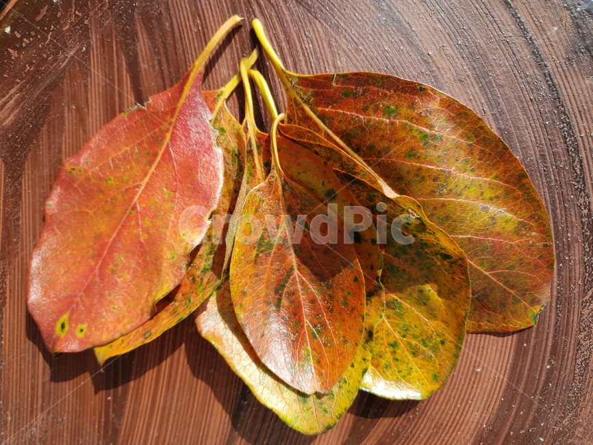 자연,가을,나뭇잎,단풍,잎,시골,식물,plant,leaf,가을,계절,fall,autumn,season,sea life,해양 생물,food,음식,animal,동물,lobster,랍스터,seafood,해물,veins,정맥