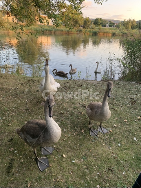 오리,동물,호수,자연,새,동물,animal,조류,새,birds
