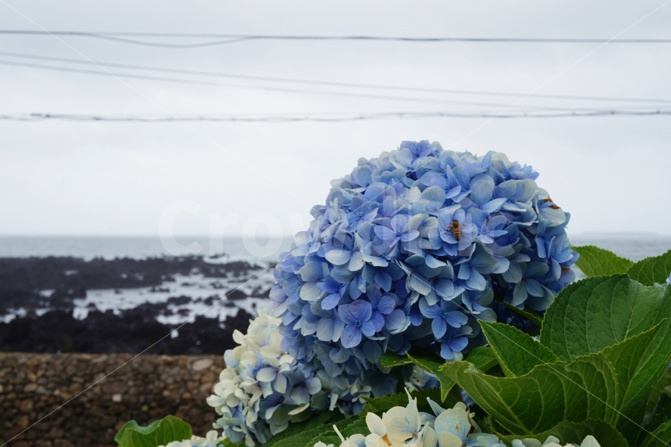 제주,여행,꽃,수국,풍경,배경,감성,제주도,힐링,자연,휴식,flower,푸른,푸른색,파란,파랑색,color,blue,sky,바다,휴양,식물,자연,plants,nature,꽃,flower
