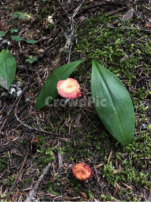 버섯,mushroom,plant,식물,ground,바닥,leaf,잎