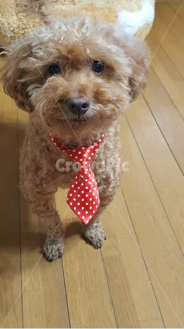 dog,개,animal,동물,pet,푸들,poodle,넥타이,행복,미소