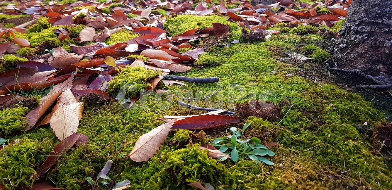 이끼,식물,낙엽,잎,풀,가을,가을,계절,fall,autumn,season,식물,자연,plants,nature