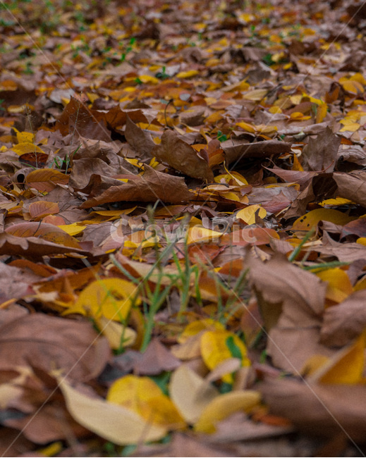 낙엽,가을,노랑,주황,나뭇잎,겨울,가을,계절,fall,autumn,season,plant,식물,leaf,잎,tree,나무